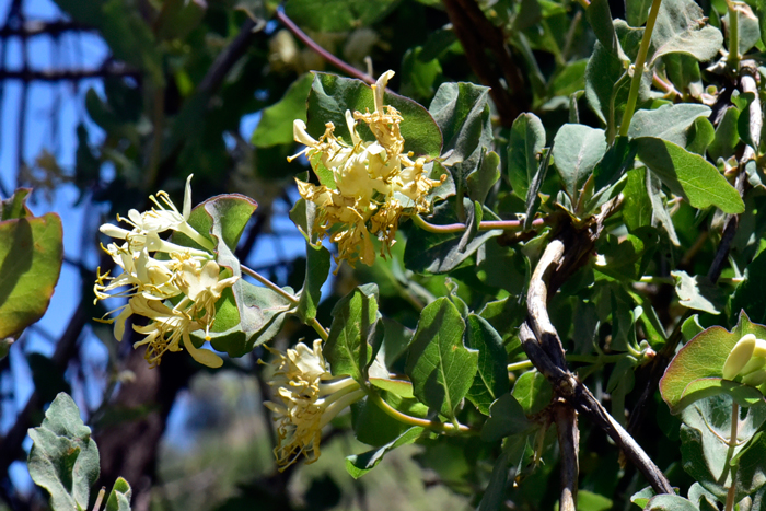Western White Honeysuckle flowers bloom from April to June and from March through May in Texas. The plants fruit from October through November. Honeysuckle Lonicera albiflora Western White Honeysuckle flowers bloom from April to June and from March through May in Texas. The plants fruit from October through November. Honeysuckle Lonicera albiflora